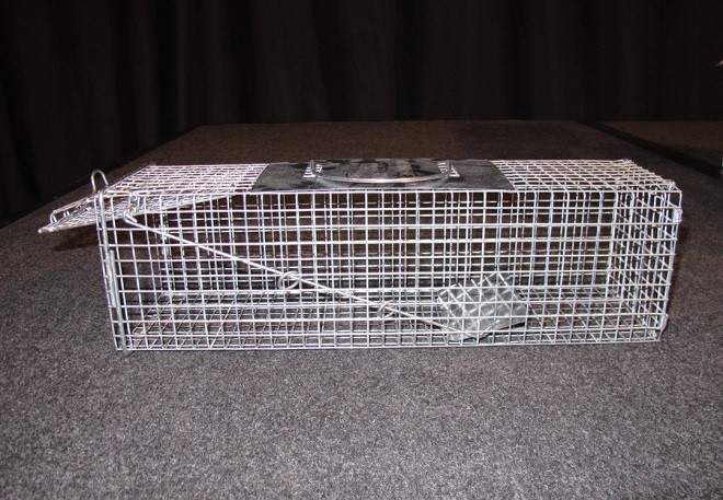 8_4_Raccoon_Pulled_Cord_and_Wood_Into_Trap
