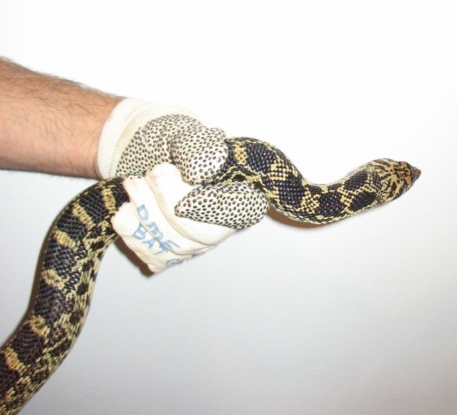 9_1_Proper_Hand_Hold_Nonvenomous_Snake