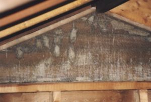 Bats hanging from attic screen