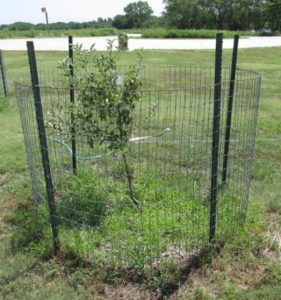 Fence protecting sapling