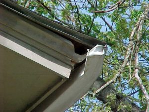 Gray Squirrel Hole in Soffit