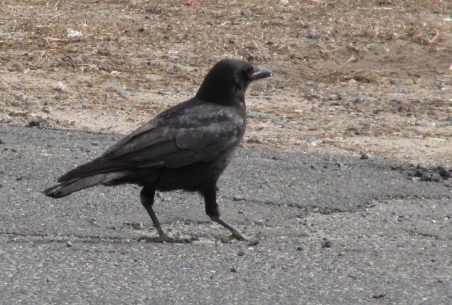 Figure 1. American crow (Corvus brachyrhynchos). Image courtesy of Wildlife Control Consultant, LLC.