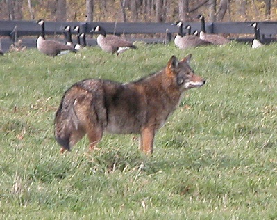 Figure 1. Coyote (Canis latrans). Photo by Paul D. Curtis.