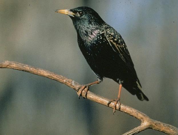 Figure 2. European starling (Sturnus vulgaris).