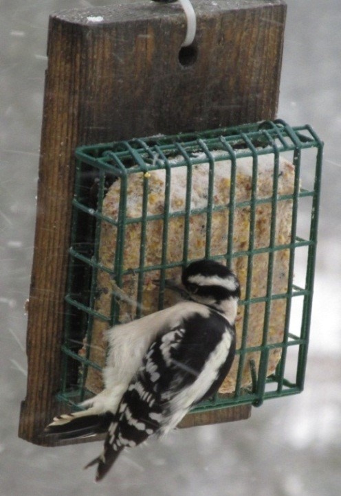 Figure 2. Female downy woodpecker (Picoides pubescens). Photo by Stephen M. Vantassel.
