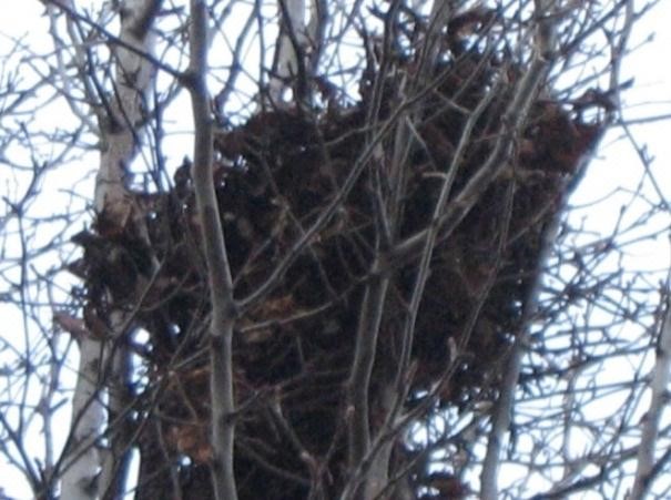 Figure 2. Leaf nest of a tree squirrel. Photo by Stephen M. Vantassel.