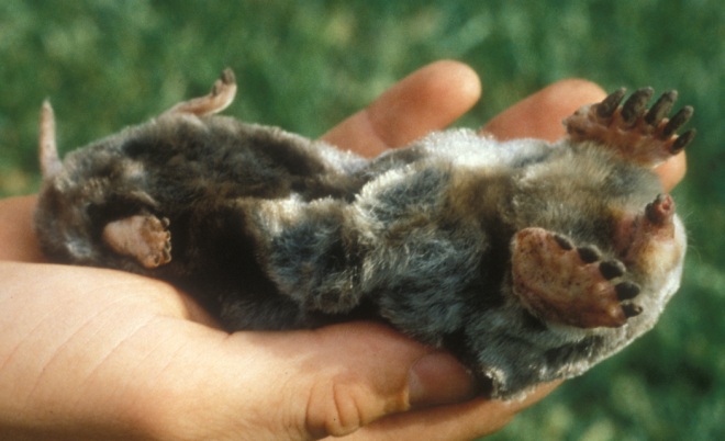 Figure 2. View of an eastern mole on its back, showing its tail, hind feet, enlarged front feet, and pointed nose. Photo by University of Nebraska-Lincoln (UNL).