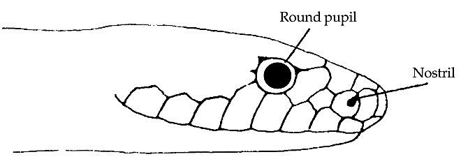 Figure 3. Non-venomous snakes have round pupils and no pit between the eye and the nostril. Image by PCWD.