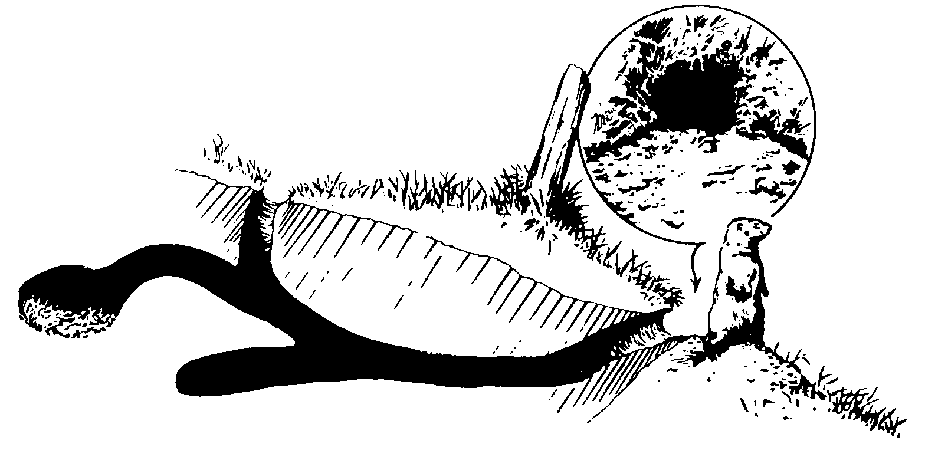 Figure 2. Schematic of a woodchuck den. Structure varies by location. Image by PCWD.