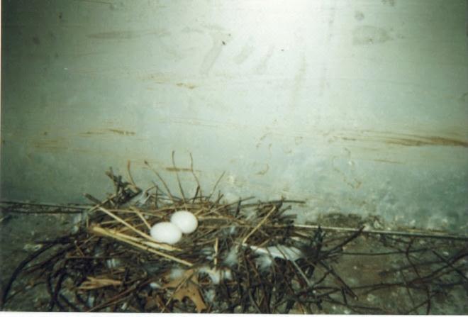 Figure 6. Pigeon nest with 2 eggs. Photo by Stephen M. Vantassel.