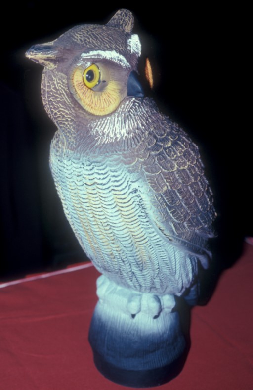 Figure 5. Effigy of an owl intended to frighten crows. Photo by the University of Nebraska-Lincoln (UNL).